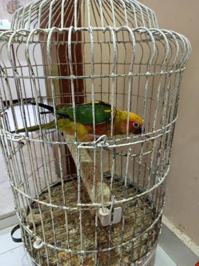 Sun Conure With Cage