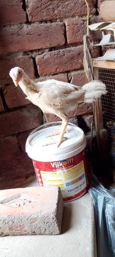pure aseel murga