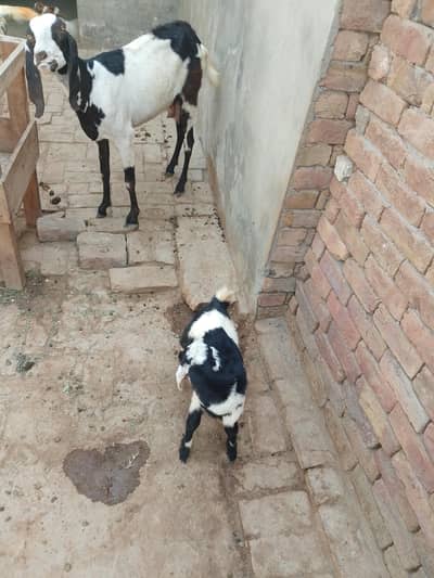 Female Goat With Male Baby