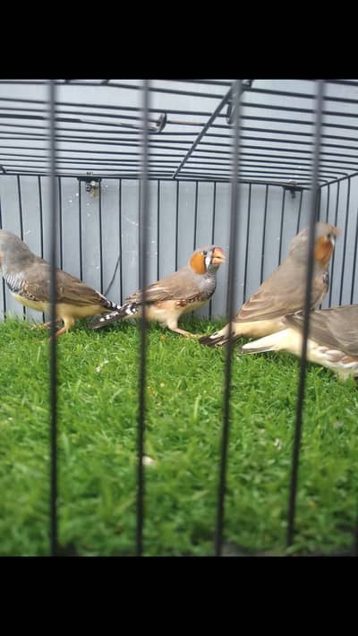 Under size male