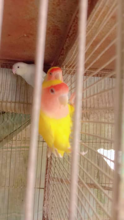 pure lottino pair