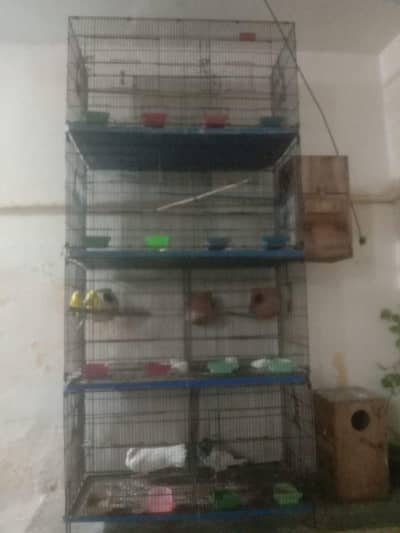 parrot cage
