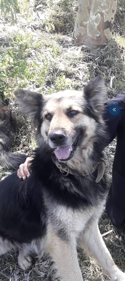 Belgian shepherd