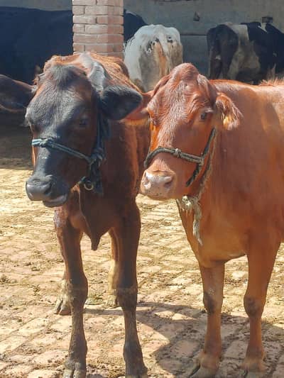 cow for sale