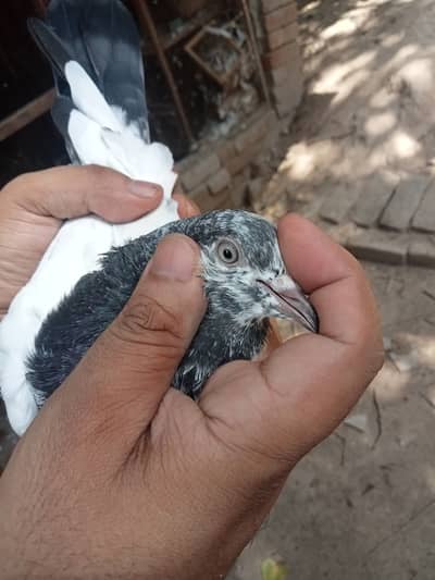 Baby pegions for sale video on demand