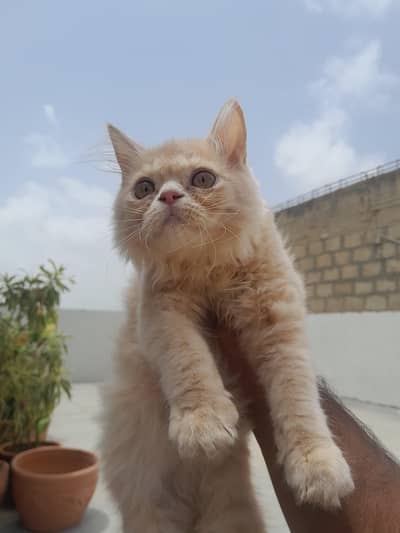 Persian Kitten for Sale