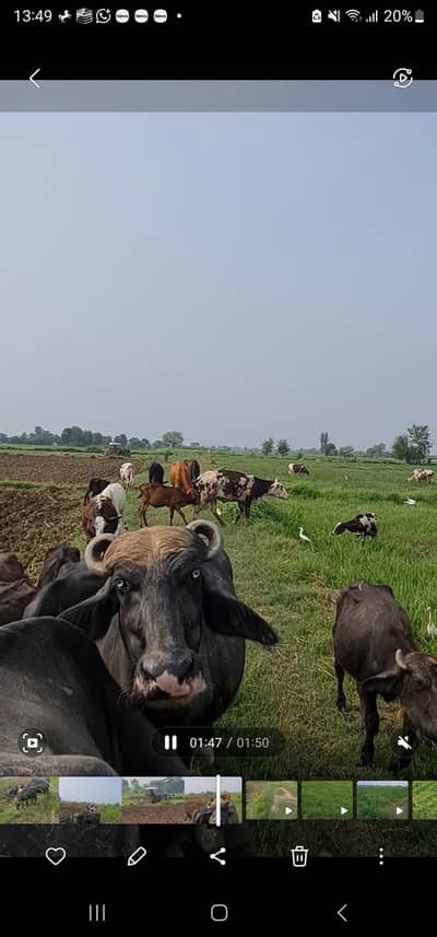 Supplier of Pure Organic Milk