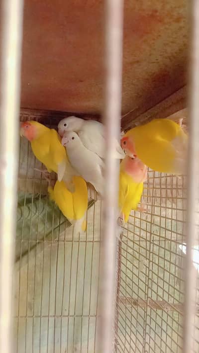 white lootino albino mutation