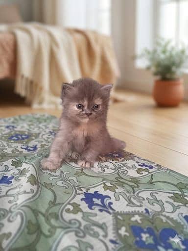 Punch Face Male Kitten