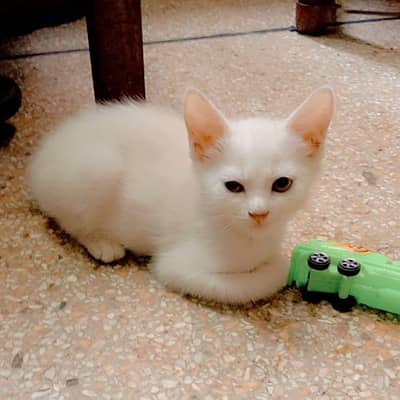 Persian kittens for sale