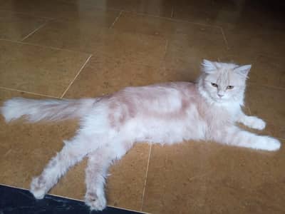 Persion cat with 5 kittens