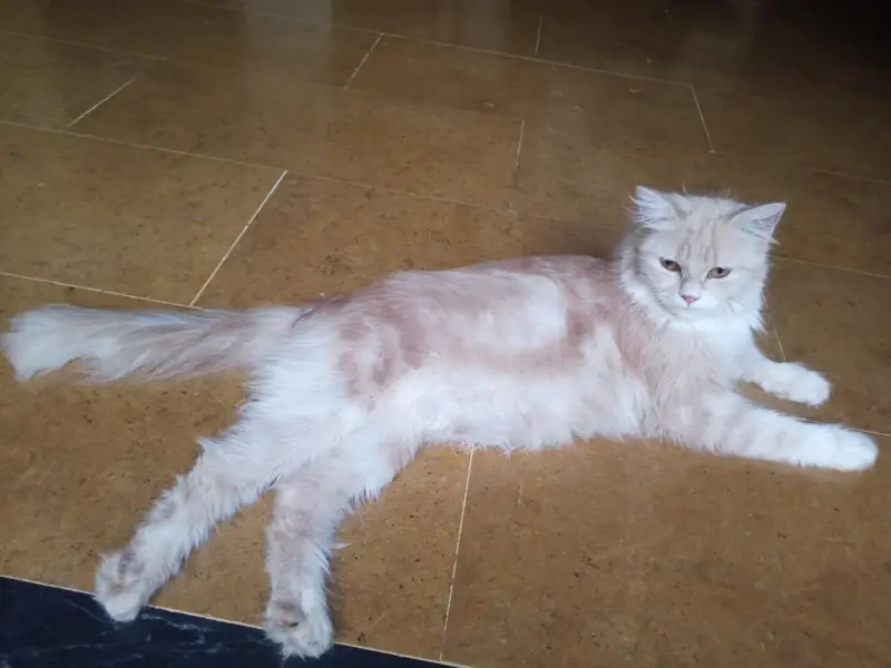 Persion cat with 5 kittens