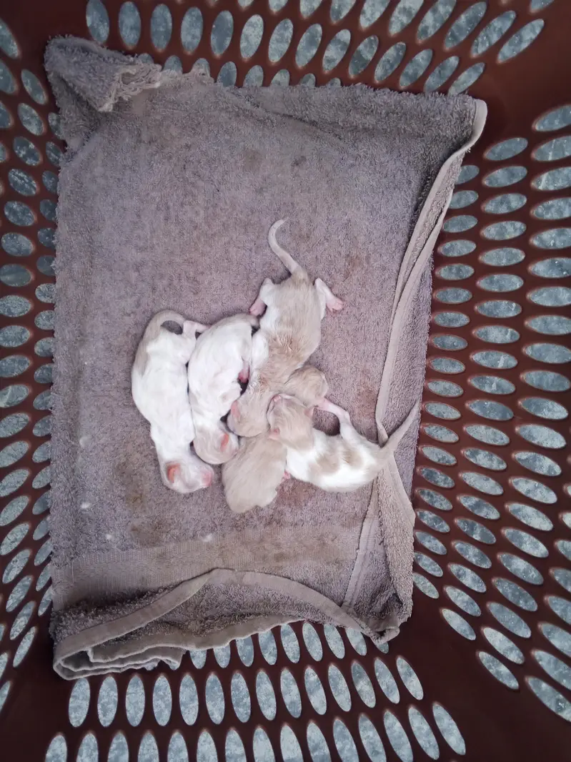 Persion cat with 5 kittens — photo 2