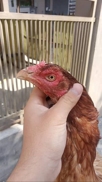 home breed aseel madi for sale