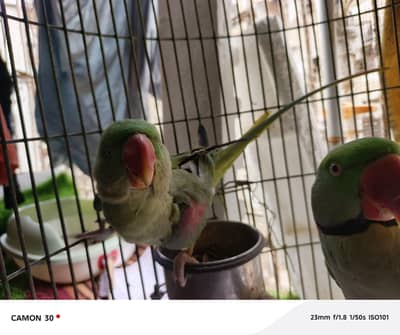 Alexander pair with cage