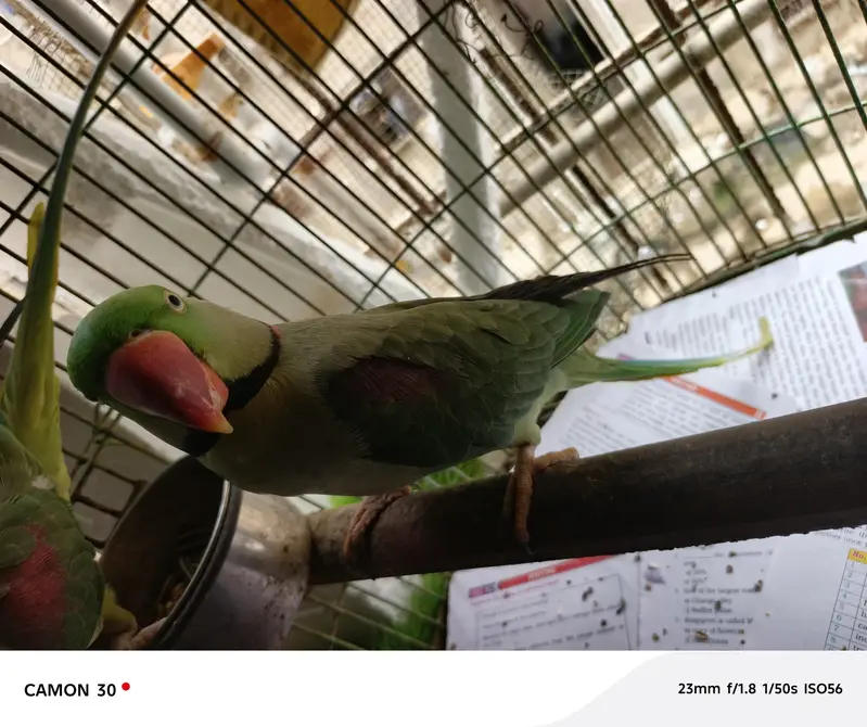 Alexander pair with cage — photo 2