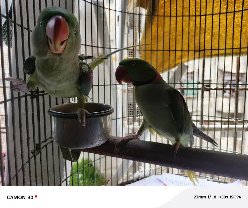 Alexander pair with cage — photo 3