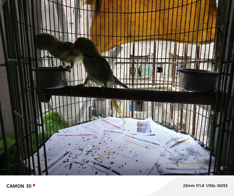Alexander pair with cage — photo 4
