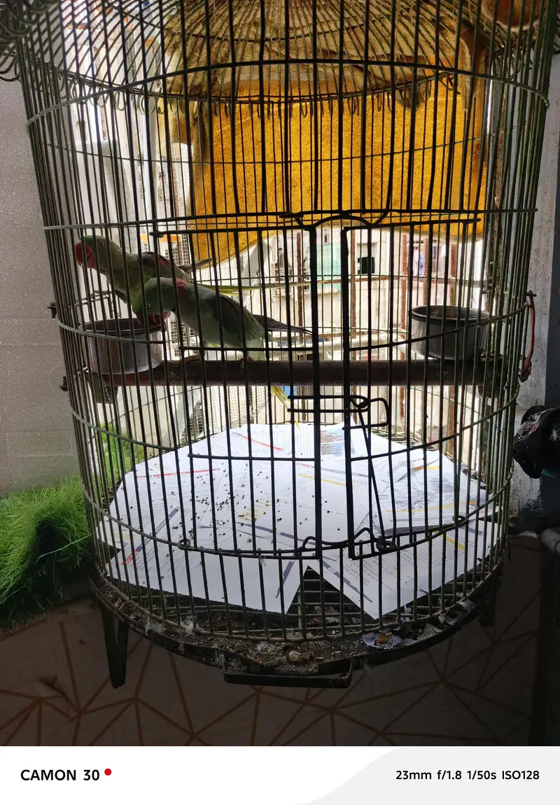 Alexander pair with cage — photo 5