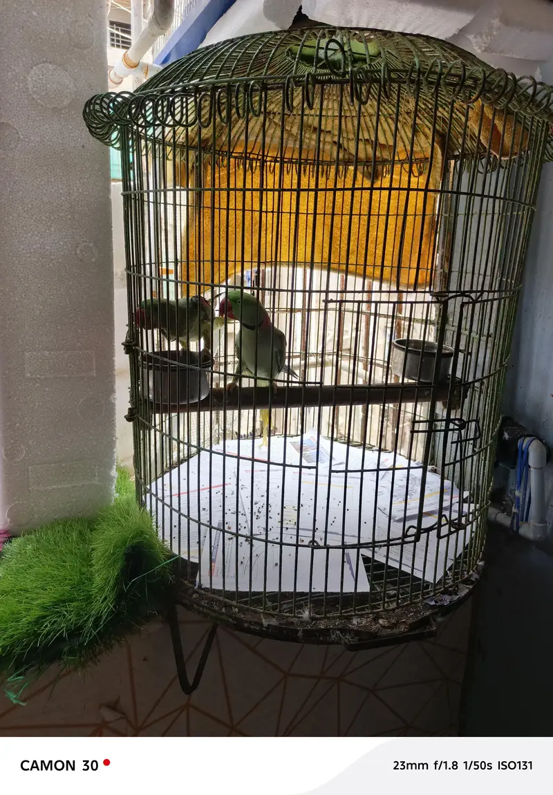 Alexander pair with cage — photo 6