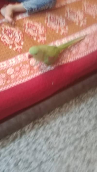 kashmiri raw parrot 