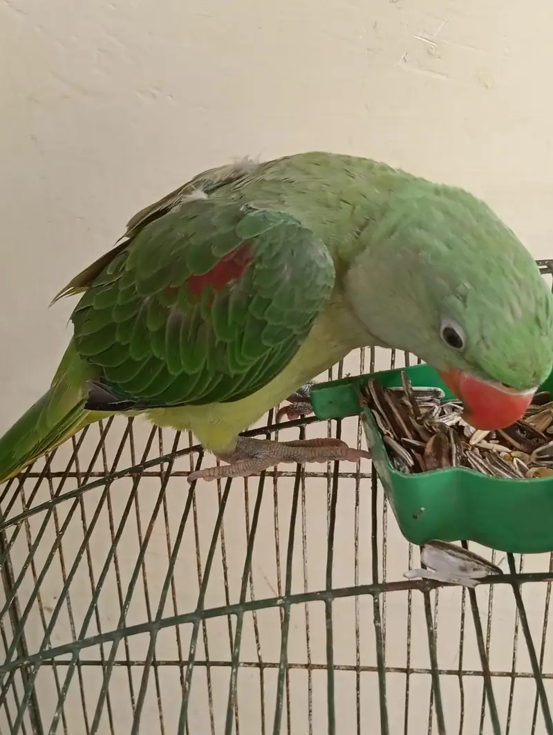 kashmiri raw parrot — photo 2