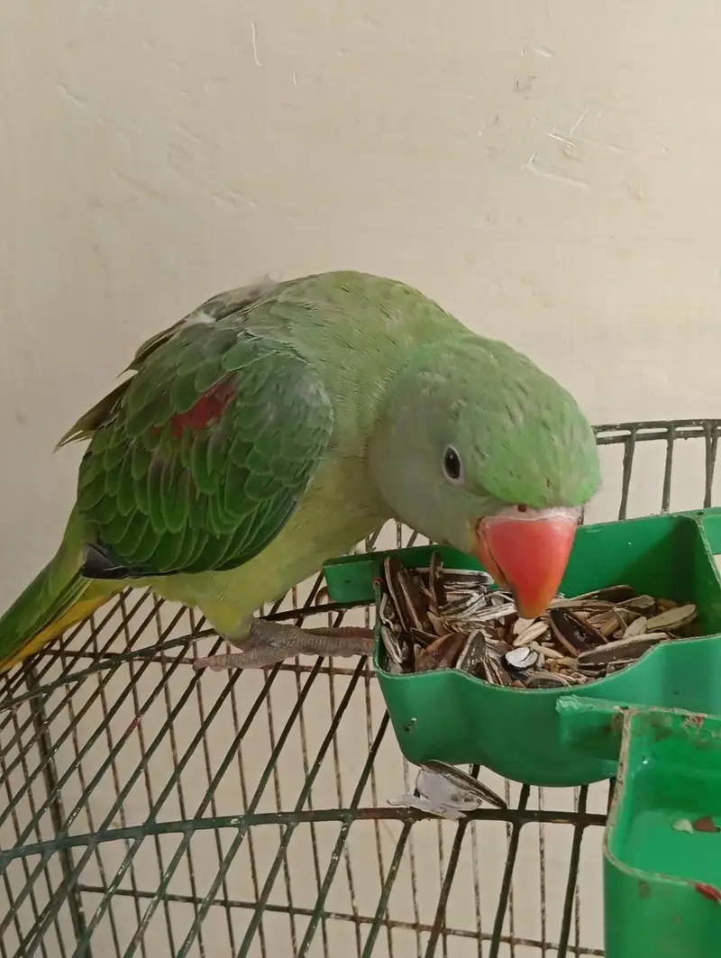 kashmiri raw parrot — photo 3