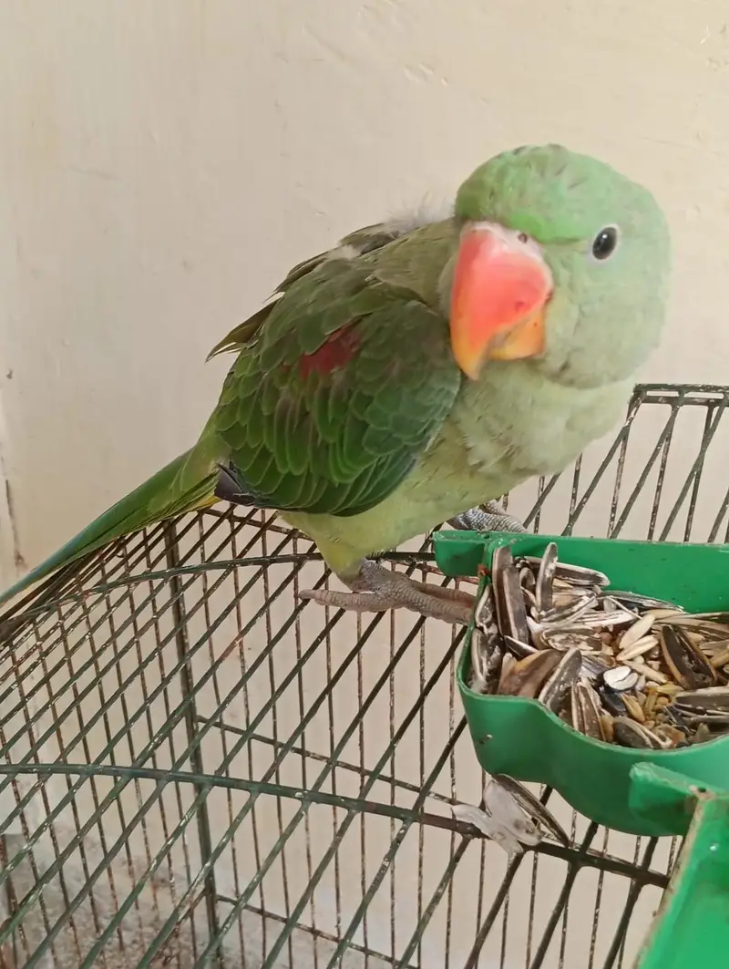 kashmiri raw parrot — photo 4