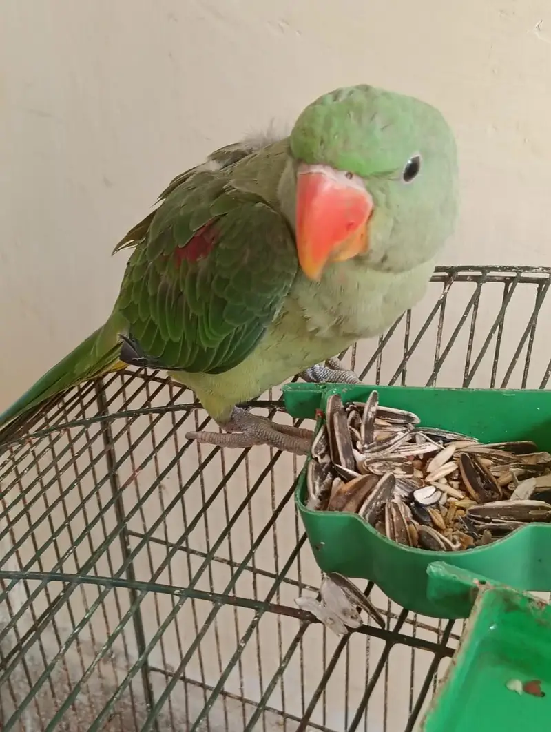 kashmiri raw parrot — photo 5