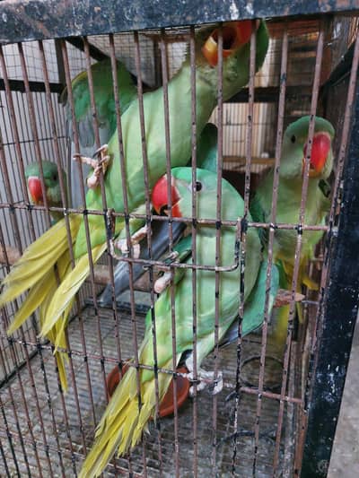 self chiks of raw parrots