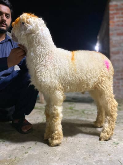 3.5 Month Old Healthy White Chatra for Sale –Active Quality