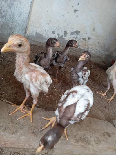 aseel chicks AK bacha 1050
