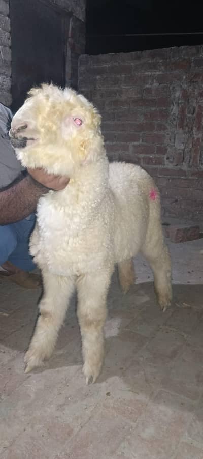 3.5 Month Old Healthy White Chatra for Sale –Active Quality