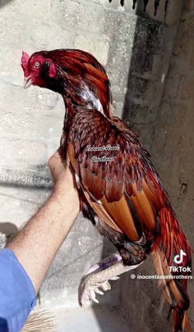Galva aseel murga