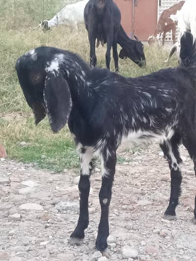 Desi Bakra