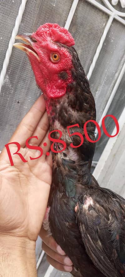 home barred Thai +amroha coss paer for sale
