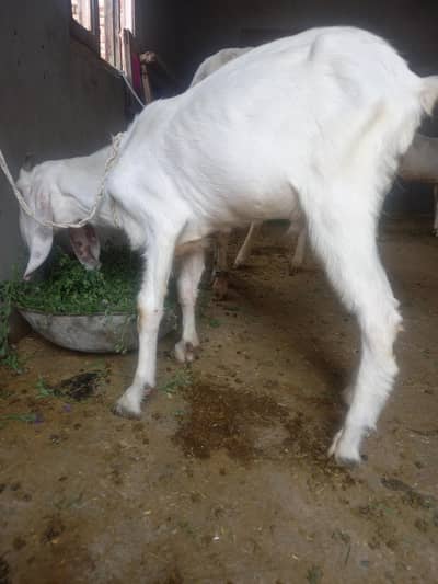 Bakra for sale 03251126163