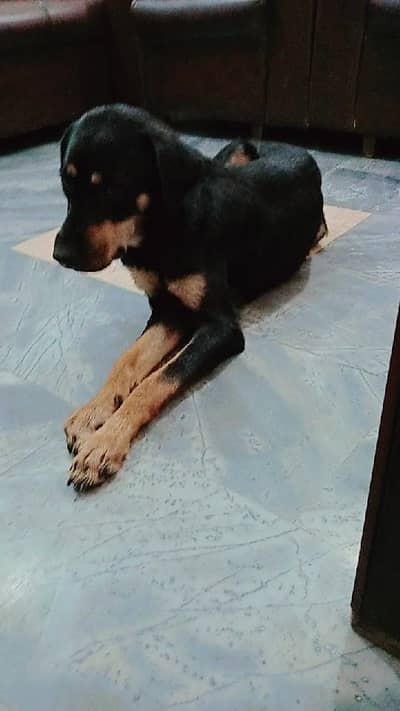 Rottwller female 9 Months age vaccinated good qualty