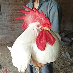 high class LSL Leghorn