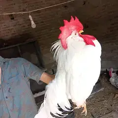 high class LSL Leghorn — photo 2
