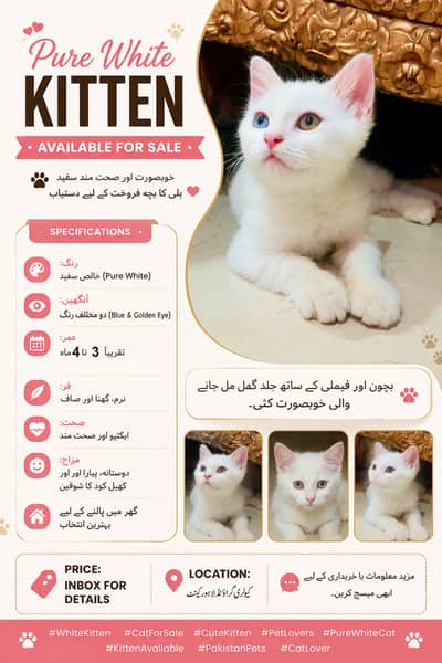 Femail Persian Kitten