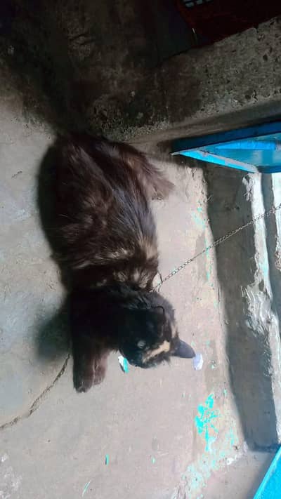 Kittu