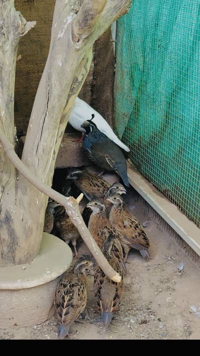 BobWhite Quail