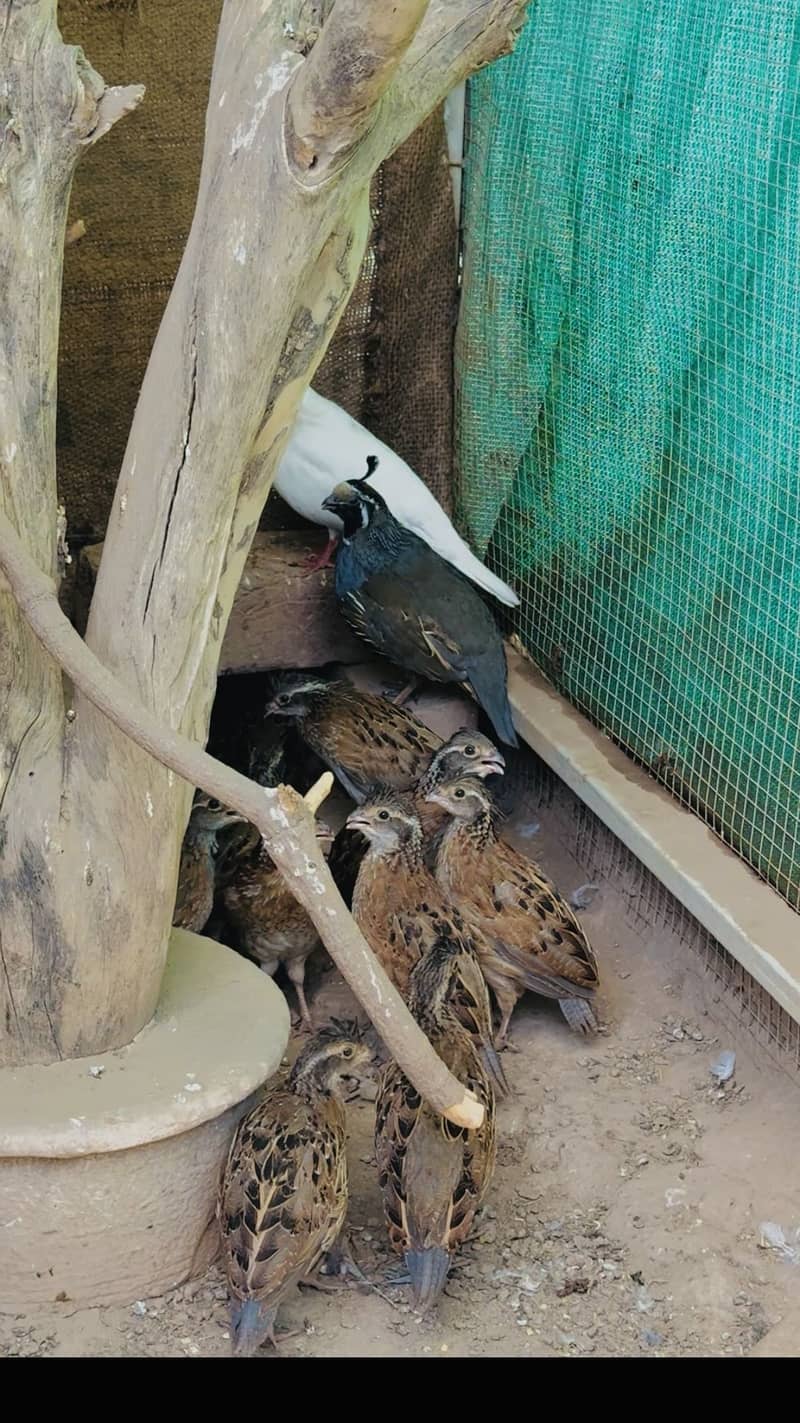 BobWhite Quail 1