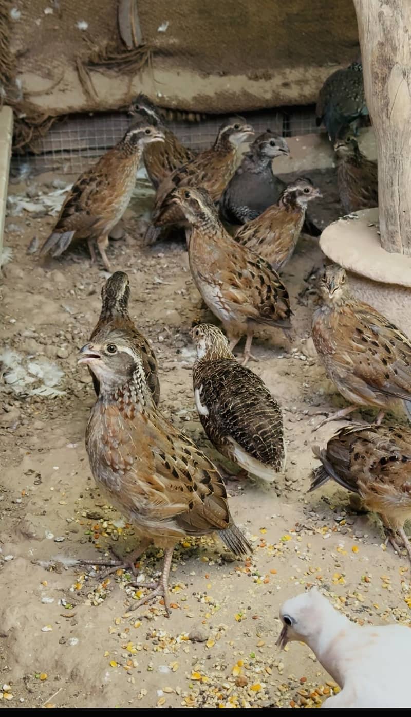 BobWhite Quail 2