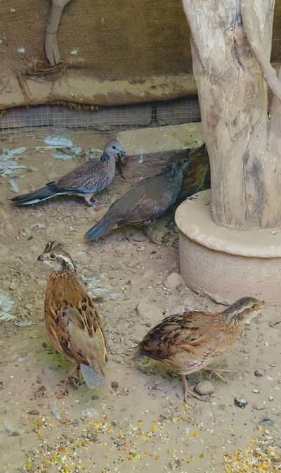 BobWhite Quail