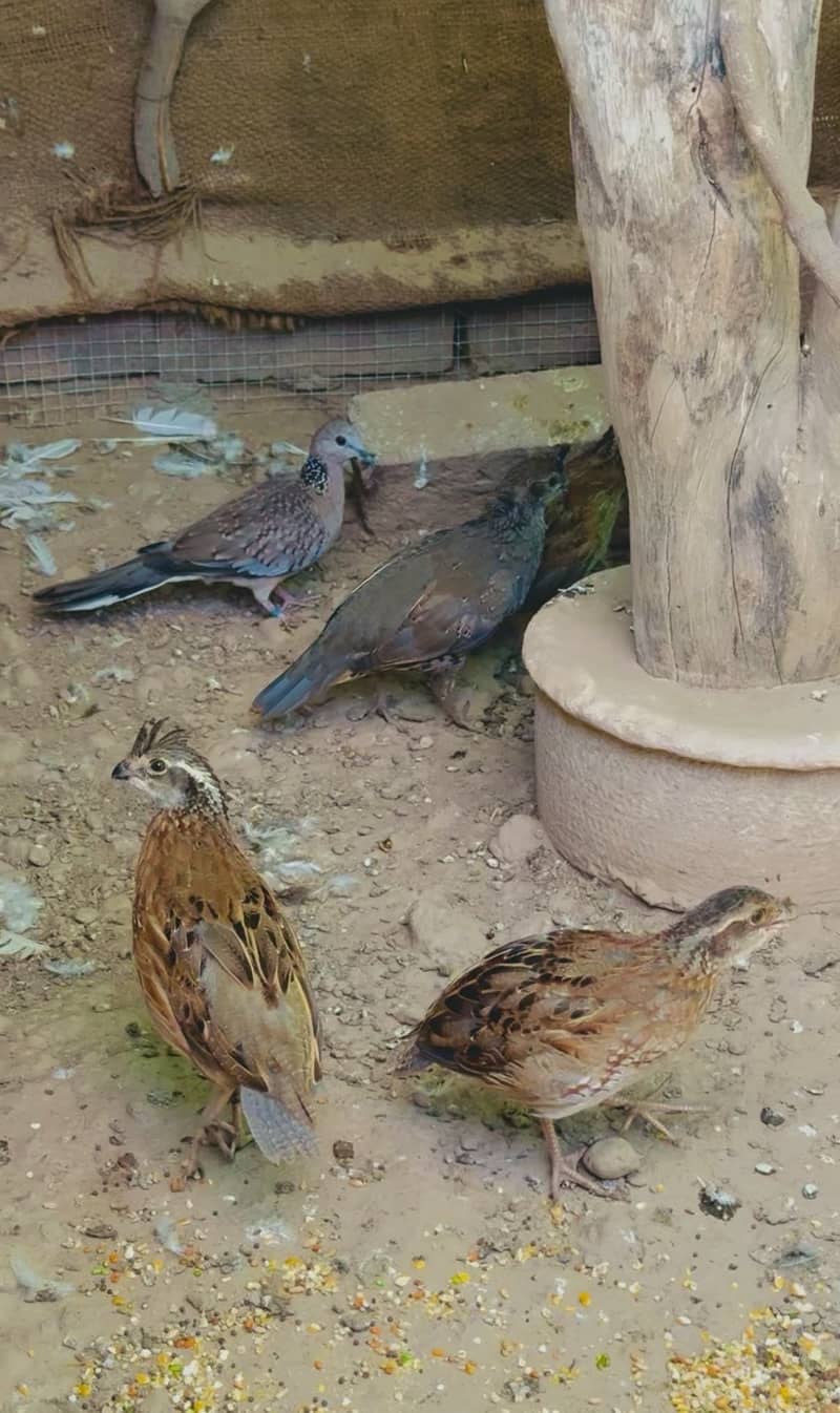 BobWhite Quail 0