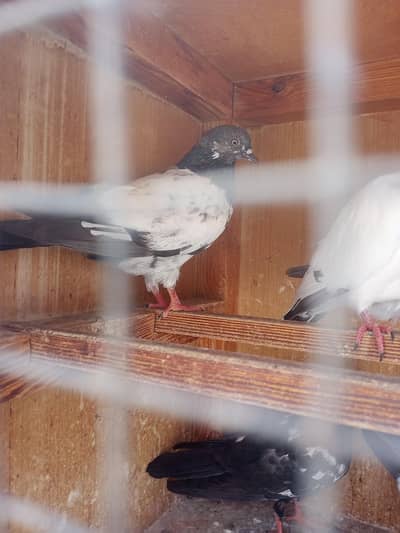 kabli pigeons pathy