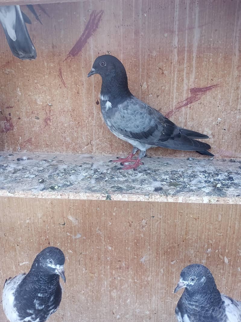 kabli pigeons pathy 1