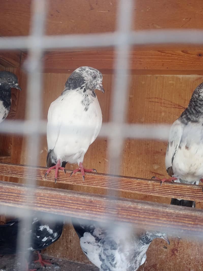 kabli pigeons pathy 2